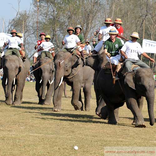 المعروف أن رياضة البولو تلعب باستخدام الخيول. أ ف ب
