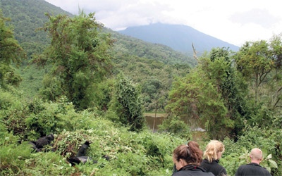 الرحلات إلى مملكة الغوريلا تنظمها شركات متخصصة وفق شروط وبرامج صارمة.	د.ب.أ