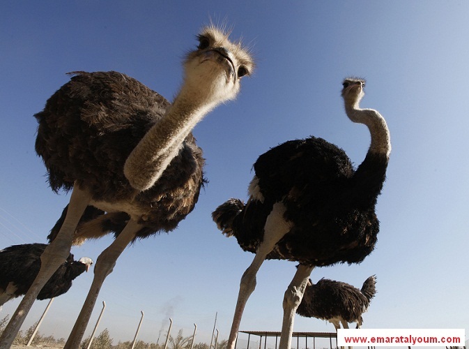 قد تشاركنا هذه الوجوه ذات الأرض والمناخ.. لكنك حينما تنظر إليها ترى في عينيها الألفة والأمان.. على الرغم من أن بعضها يتخذ أنماطا حياتية شرسة - وكالات