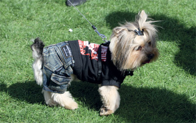 فصائل وسلالات مختلفة في المهرجان . تصوير : مصطفى قاسمي.