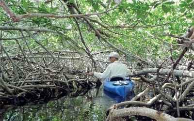 غابات فلوريدا وُجهة سياحية تنطوي على مُتعة بريّة.	د.ب.أ