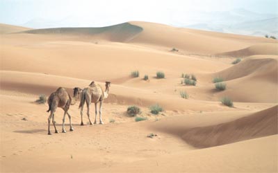 للإبل عشق خاص في نفوس الإماراتيين. 	 الإمارات اليوم