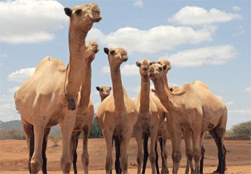 سكان البادية لا يستبدلون الجمل بوسائل الرفاهية الحديثة.              أرشيفية