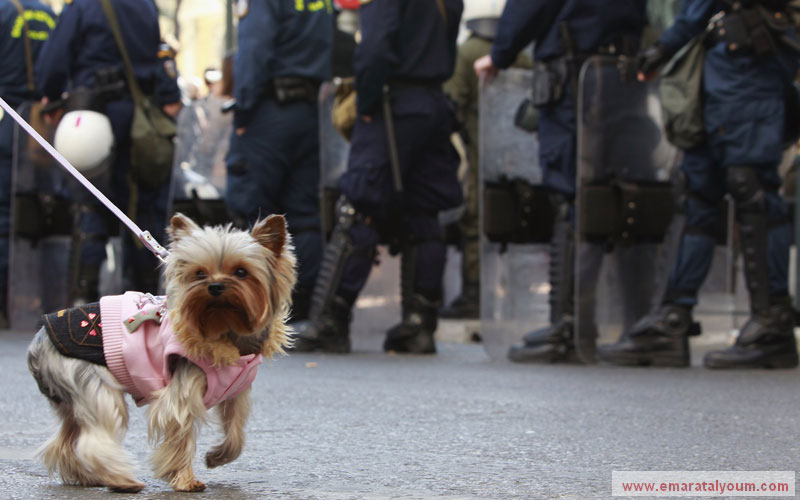 كلبة مدللة خشيت عليها صاحبتها من البرد فألبستها ملابس. رويترز