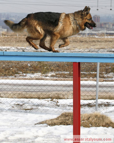 كلب من نوع (شيبرد) الألماني يتدرب ليكون ضمن قوات الأمن الروسي. رويترز