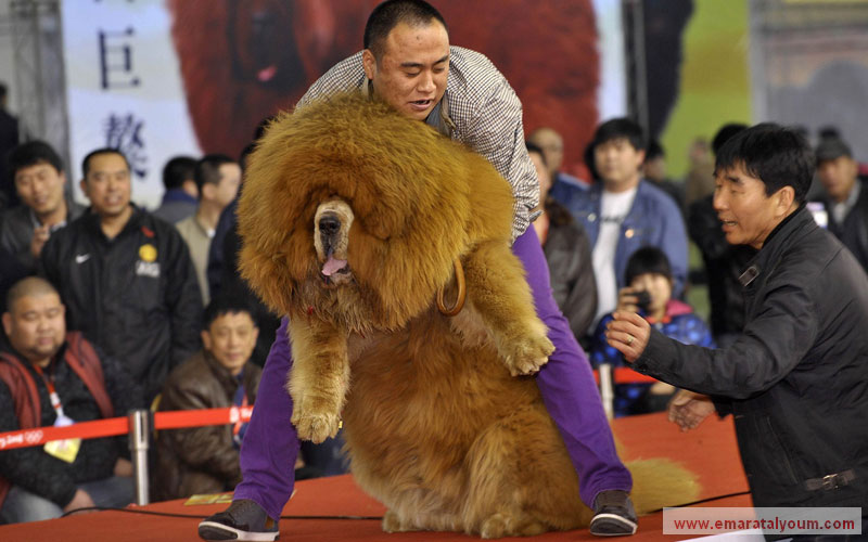 كلب تبتي مشارك في مسابقة (ملك جمال الكلاب). رويترز