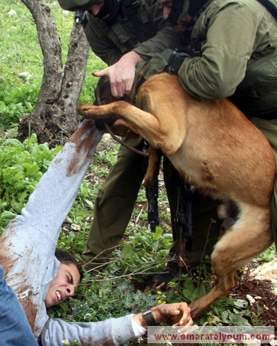 هذا الكلب أوقعه حظه العاثر تحت وصاية اسرائيلية فأصبح متوحشاً وأداة للتعذيب. أ ف ب
