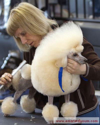 بينما وجدت هذه الكلبة نفسها في منزل يقدم لها خدمة (5 نجوم) ويساعدها للمشاركة في مسابقات "جمال الكلاب". إي بي أيه