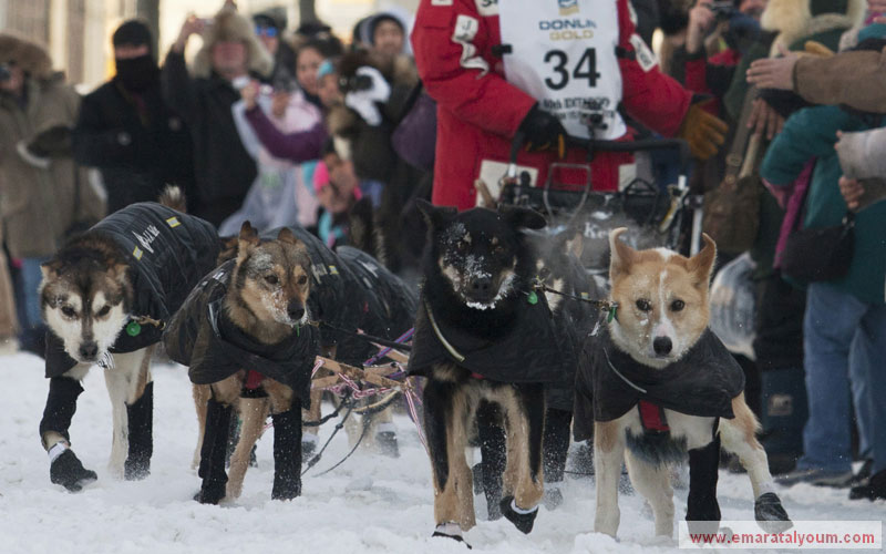 وبينما تعيش بعض الكلاب في بحبوحة ولا تعمل شيئاً غير الأكل والشرب والاستمتاع، تبذل أخرى جهدها لكسب قوتها اليومي، فهذه الكلاب التي تعيش في المناطق شديدة البرودة يعتمد عليها الإنسان للتنقل. رويترز
