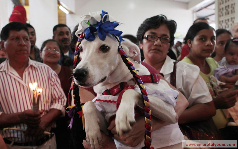 كلب يرتدي زينة تقليدية في احتفال ديني بنيكاراغوا. رويترز