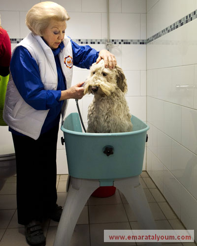 تتباين حظوظ الكلاب بتباين أماكن وجودها،، هذا الكلب  ابتسم له الحظ ووجد نفسه تحت رعاية ملكية بعد أن قامت ملكة هولندا بياتريس بتحميمه بنفسها. رويترز