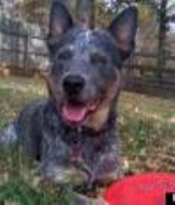 صورة للكلب على صفحته على "فيس بوك" تحمل اسم "العدالة لسيسكو"