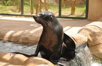 إنضمام أسود البحر إلى عائلة الحديقة يعكس مدى إلتزام الحديقة بتحقيق رؤيتها المؤسسية  -  وام