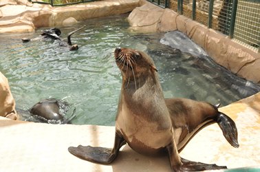 إنضمام أسود البحر إلى عائلة الحديقة يعكس مدى إلتزام الحديقة بتحقيق رؤيتها المؤسسية -  وام