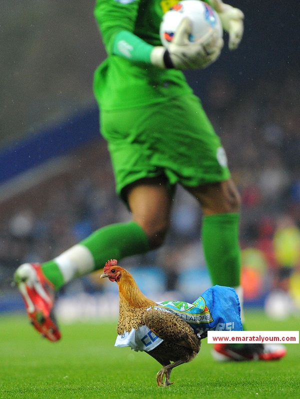 أطلق أحد جماهير فريق "ويجان أثليتيك" دجاجة في أرضية ملعب "ايوود بارك"، خلال لقاء فريق "بلاكبيرن روفرز" مع فريق "ويجان أثليتيك"ضمن الاسبوع  37من الدوري الانجليزي، حيث قام الحارس العماني علي الحبسي بالامساك بالدجاجة من خلف مرماه وذلك منعاً لدخولها إلى ارضية الملعب -وكالات
