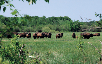 يقوم السياح بزيارات إلى السهول التي تعيش فيها ثيران البيسون. 	 د.ب.أ