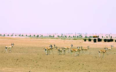 محمية المرمرم تضم الكثير من الحيوانات والطيور.. وهي مفتوحة وتشمل صحراء دبي.  	تصوير: أشوك فيرما