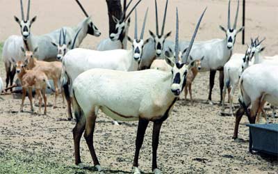 المها العربية هي أكبر الحيوانات الموجودة في محمية المرموم.    تصوير:أشوك فيرما