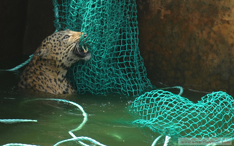 وتمكن فريق إنقاذ متخصص من المشرفين على غابة سكنا في محمية ماهاناندا من مد سلّم وشبكة لإخراج الفهد بنجاح.