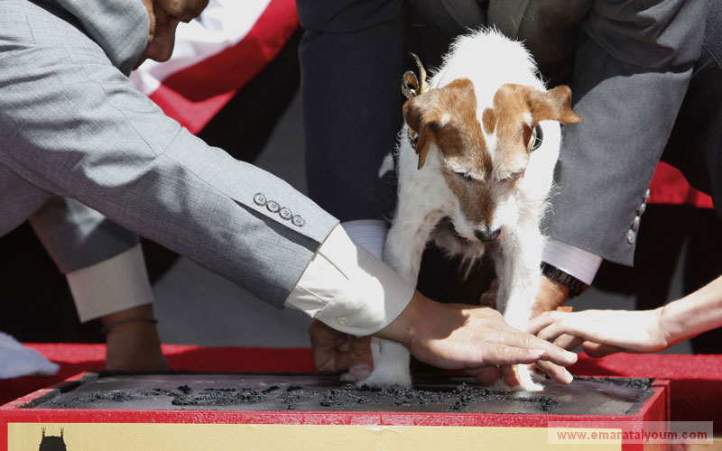 وصل أوغي وهو كلب من نوع "جاك راسل" إلى الحفل برفقة مدربه عمر فون مولر إلى مكان الحفل الذي استضافته شركة "سوني بيكتشرز هوم إنترتينمنت" على متن سيارة إطفاء ثم وقف على الأسمنت لترك بصماته