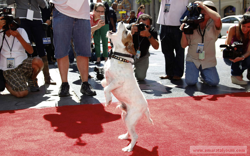 كرمت هوليوود الكلب أوغي الذي اشتهر في فيلم "الفنان -The Artist " من خلال وضع بصمات قوائمه أمام مسرح "غرومان" الصيني إلى جانب بصمات يديّ وقدميّ عدد من المشاهير. أ ف ب / رويترز