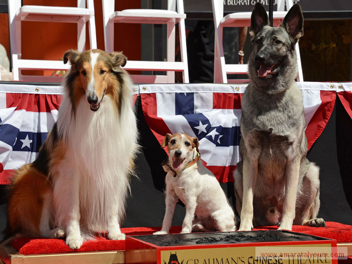 على يسار أوغي تقف كلبة هي حفيدة الكلبة "لاسي" والتي اشتهرت في مسلسل يحمل الإسم نفسه.