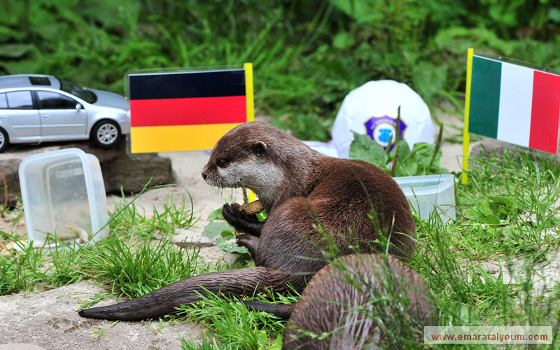 مباراتا نصف نهائي "يورو 2012" لم تشكلا استثناءً، إذ أدلى النمس "أوتر" من حديقة حيوانات "أو" بشرقي ألمانيا بدلوه في حمى التوقعات "الحيوانية"، واختار الماكينات الألمانية لتجاوز الإيطاليين والوصول للمباراة النهائية. أ.ف.ب