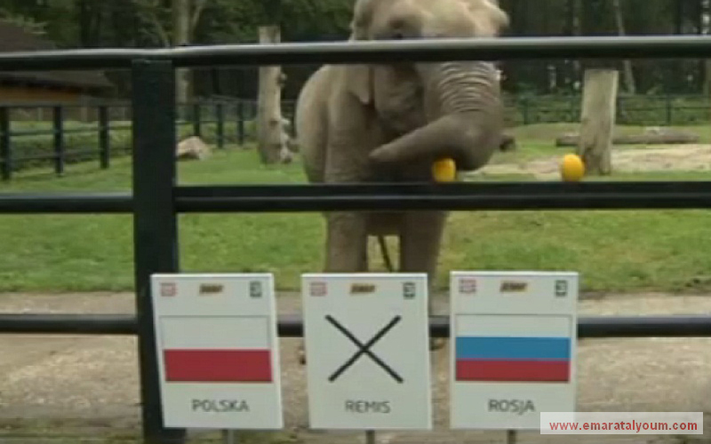 ولم تكن أنثى الفيل البولندية "سيتا" بأفضل حالاً، إذ فشلت في توقع مباراة بولندا وروسيا، بعد أن انتهت المباراة بالتعادل، فيما كانت "سيتا" توقعت فوز المنتخب البولندي. انترنت