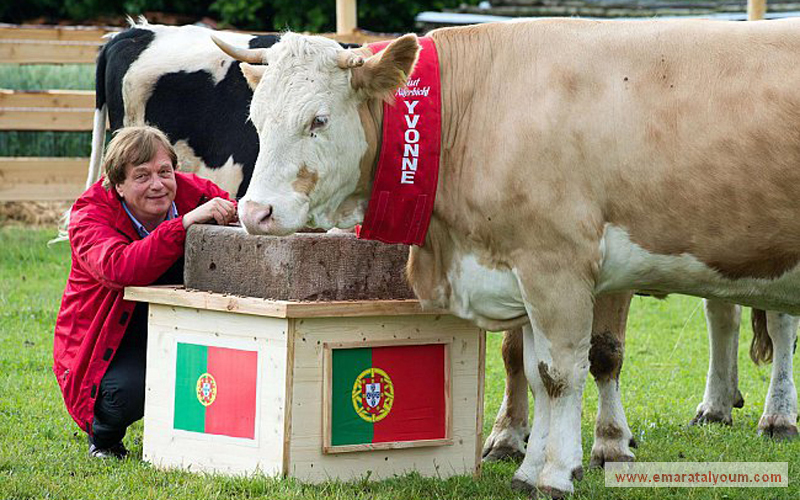 لكن الحيوانات المختارة فشلت حتى الآن في كسب ثقة المتابعين كما فعل "بول". إذ أخفقت البقرة الألمانية "إيفون" باختيار الفائز في مباراة ألمانيا والبرتغال حين تنبأت بفوز المنتخب البرتغالي. د.ب.أ