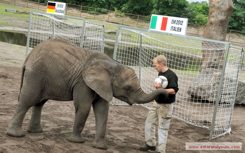 أنثى الفيل نيلي تسجل هدفاً بالمرمى الإيطالي في حديقة حيوانات سيرنغيتي الألمانية بعد ان توقعت فوز الألمان. نيلي كانت توقعت فوز ألمانيا على اليونان في المباراة السابقة للمانشافت. أ.ف.ب