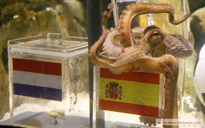 بعد موت "بول" في أكتوبر 2010، حاول مالكو عدد من الحيوانات تجريب حظهم مع حيواناتهم على أمل نيل الشهرة التي حظي بها بول "العراف"، ومثلت "يورو 2012" فرصة جيدة للوصول إلى الشهرة.