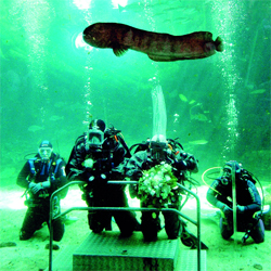 طلاب شرطة في الفلبين يشاركون في دورة لتعلم الغوص. 	إفي