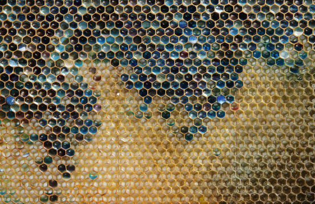 شهدت بلدة ريبو فيل الفرنسية و التي تشتهر بانتاج العسل الطبيعي ، مفاجأة حينما لاحظ المزارعون أن أنتاجهم من العسل بدأ يأخذ ألواناً أخرى -وكالات