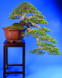 شجرة صنوبر على طريقة «البونساي».        إفي