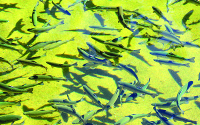 مشروع لتربية الأسماك بمزارع المواطنين في أبوظبي