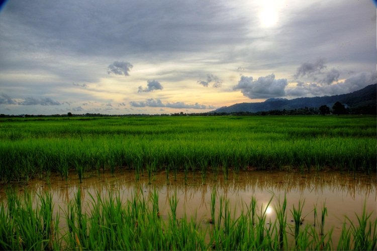 وتمتاز لنكاوي بالمساحات الشاسعة من الأراضي الزراعية كمزارع الأرز، وفي ظل طبيعة تجمع بين الغابات والشواطئ والجبال والرحلات البحرية