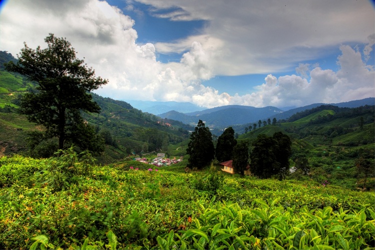 تلال الكاميرون (ذا كاميرون هايلاندز)، وتعتبر أكبر تجمع للتلال في ماليزيا، وتمتاز بحقول زراعة الشاي والفواكه المختلفة، حيث تساعد طبيعتها على نمو مختلف أنواع الزراعات