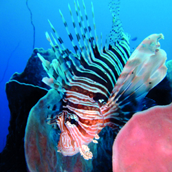 محمية واتامو تزخر بطبيعة بحرية خلابة. د.ب.أ