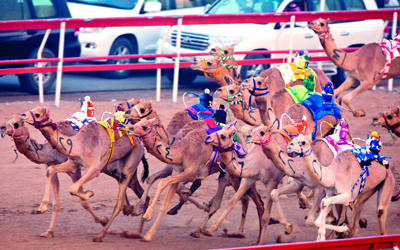 «الركبي الآلي» أثناء السباق.  	الإمارات اليوم