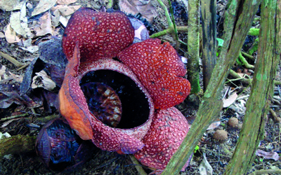 زهور نبات رافليسيا يبلغ قطرها نحو متر.	 د.ب.أ