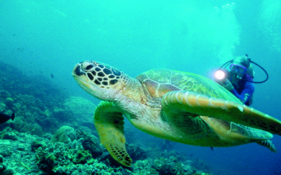 الجزيرة تتيح لزائريها الغوص مع السلاحف الضخمة. 	د.ب.أ