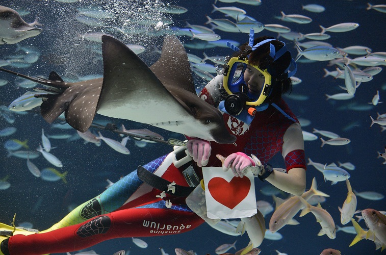 أكويريوم طوكيو