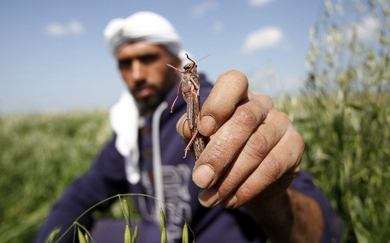 مزارع غزاوي يمسك بجرادة من الأعداد الهائلة التي اقتحمت المزارع في غزة