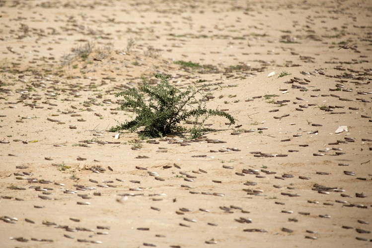 وقالت صحيفة "الديلي ميل" البريطانية، إن سرباً من 30 مليون جرادة ضربت المزارع في 15 من 27 محافظة بمصر، وقد عبر سرب من مليون جرادة الحدود الشرقية لمصر، وضرب نحو ألفي فدان من مزارع "النقب" جنوب إسرائيل في ليلة واحدة، وتوجّه شمالاً حتى وصل إلى حدود القدس المحتلة
