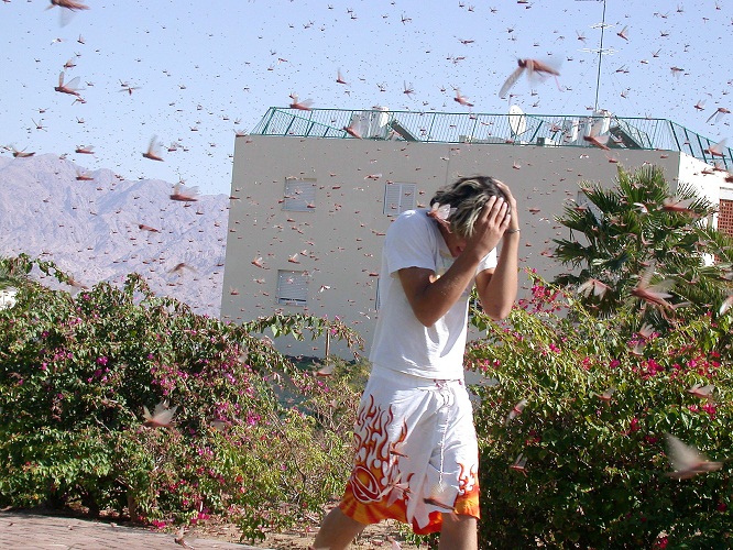 ضرب الجراد المناطق المحتلة (إسرائيل) قادماً عبر الحدود المصرية، ما أثار مخاوف شديدة في المزارع الإسرائيلية، ودعا وزارة الزراعة إلى رش المبيدات وإعلان حالة الطوارئ، وفتح خط ساخن لتلقي الشكاوى - وكالات