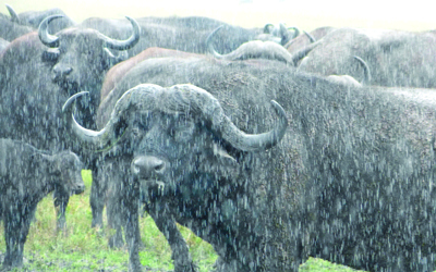 الجاموس الوحشي من الخمسة الكبار في «نغورونغورو». د.ب.أ