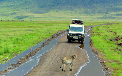 في محمية نغورونغورو يقابل السياح الفهود وجهاً لوجه. د.ب.أ
