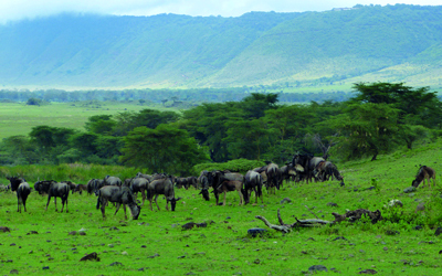 خلال الشتاء الأوروبي يهاجر نحو ‬1.4 مليون من حيوان النو إلى المحمية. د.ب.أ