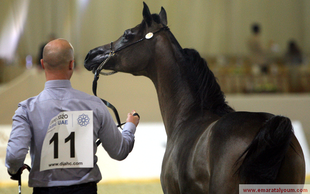 تصوير: أسامة أبوغانم