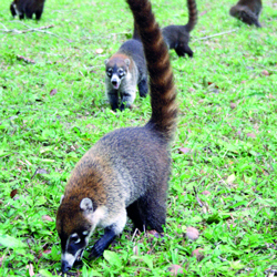 «تيكال» تزخر بالحيوانات البرية النادرة.   	أرشيفية
